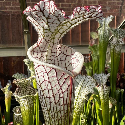 Sarracenia Leucophylla White Top With Fine Red Veins Mk-L34