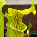 Sarracenia × Soperi (Alata - Red Lid X Flava) Mk-H17