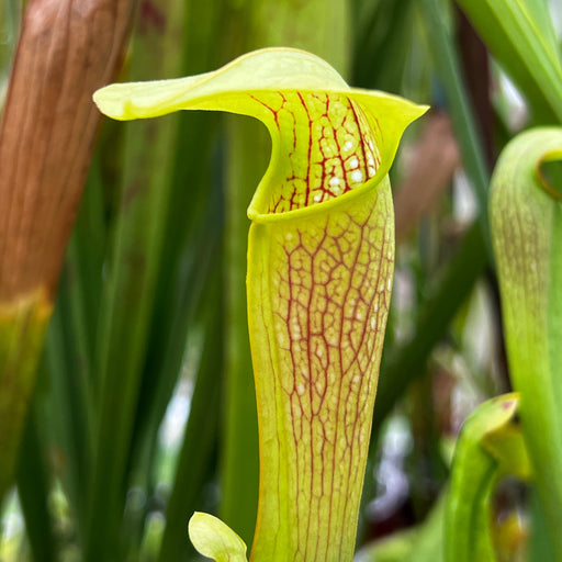 Sarracenia × Miniata - Kew Holotype