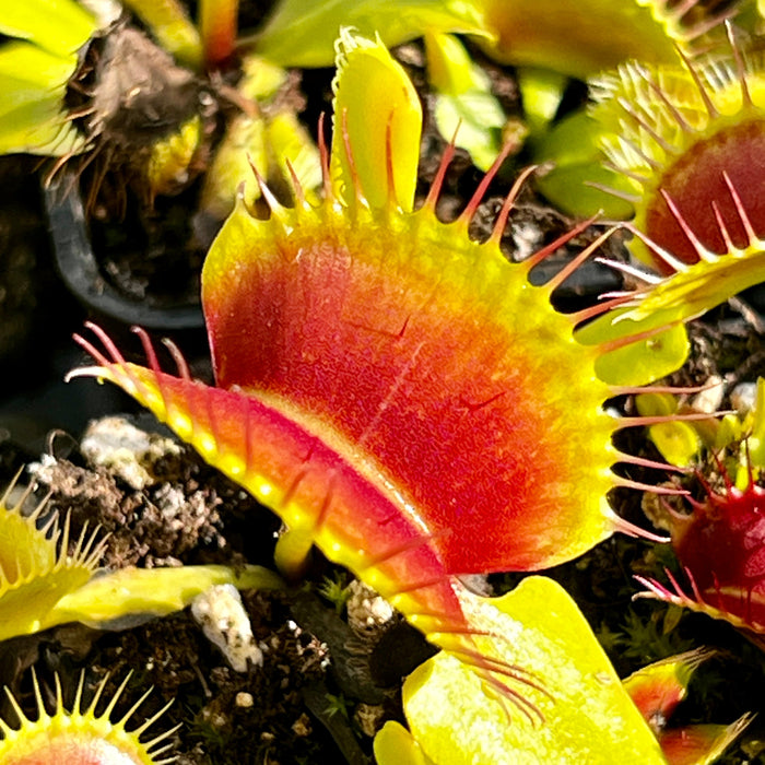 Dionaea Muscipula B52