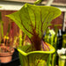 Sarracenia Flava Var. Ornata - Maroon Throat (Apalachicola National Forest Florida) Mk-F88