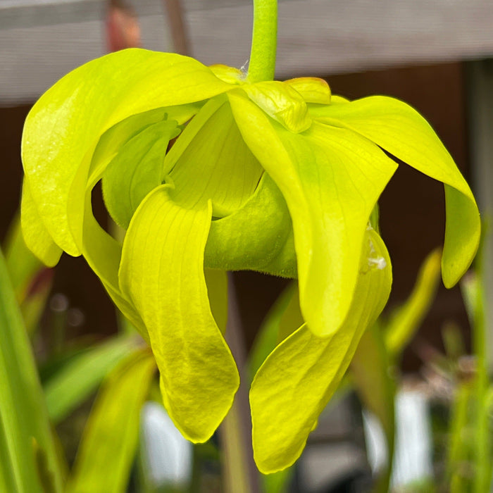 Sarracenia Flava Var. Maxima - Yellow Pitcher (Sussex County Virginia) Mk-F193