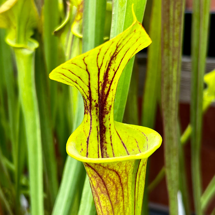 Sarracenia Flava Var. Rubricorpora