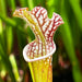 Sarracenia Leucophylla Var. Alba Hurricane Creek White (Baldwin County Alabama) Mk-L58B