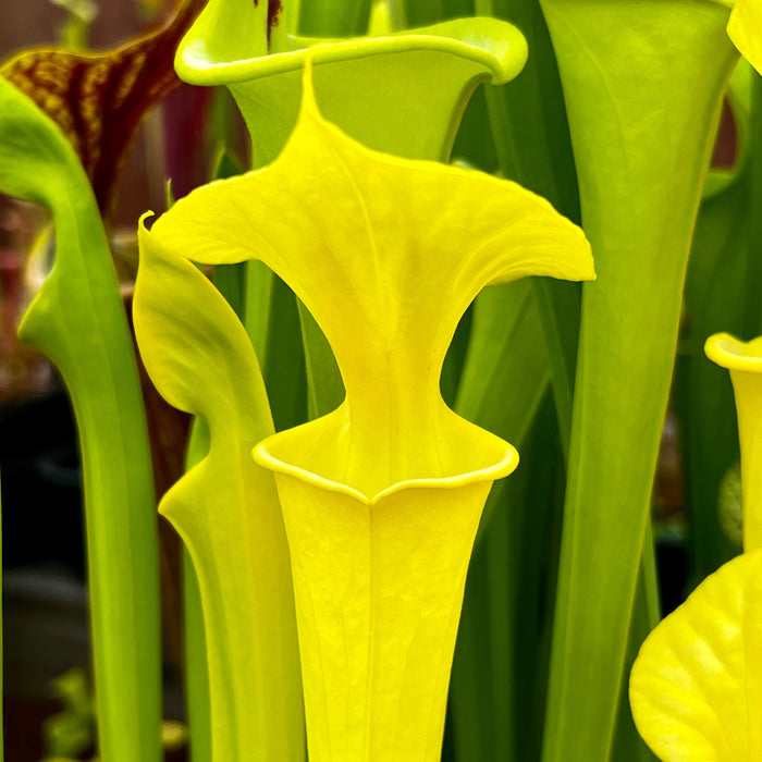 Sarracenia Flava Goldie