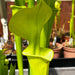 Sarracenia Flava Var. Maxima - Tall All Green Copper Tinged Reverse Veined