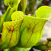 Sarracenia Pupurea Subsp. Purpurea (County Roscommon Ireland)