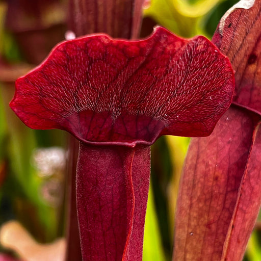 Sarracenia × Catesbaei