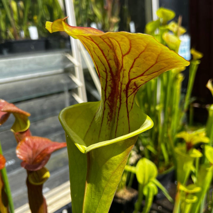 Sarracenia Flava Var. Cuprea Is-Fc01