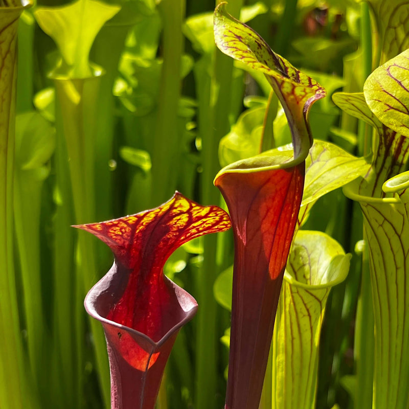 Sarracenia Flava Var. Rubricorpora - Selfed Mike King Plant (Sumatra Florida)
