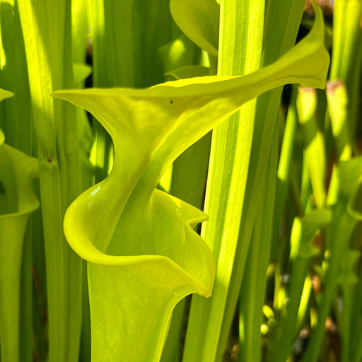 Sarracenia Flava F. Viridescens (Telogia Florida) Mk-F238