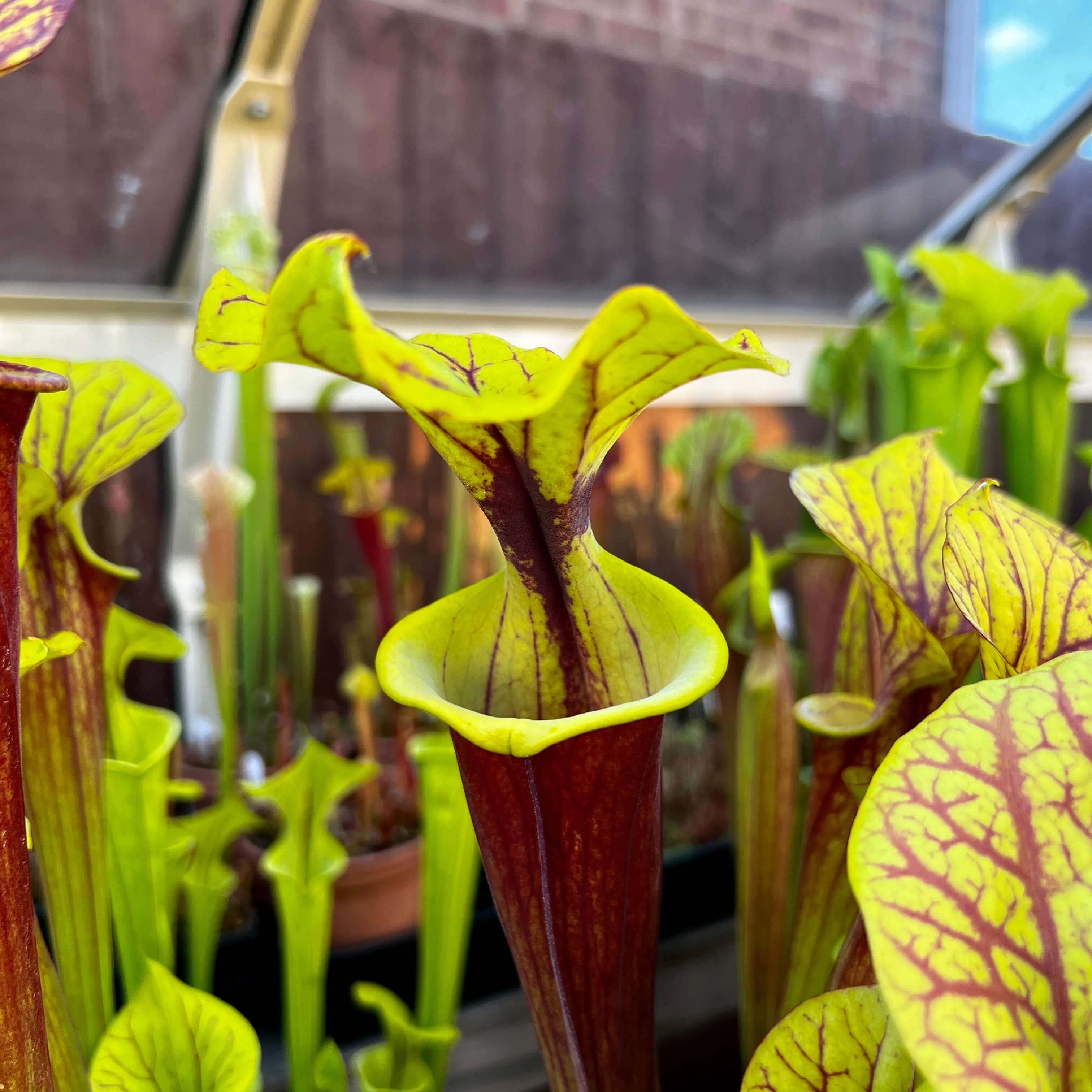 Sarracenia flava rubricorpora F25 (Apalachicola, FL) | Pitcher