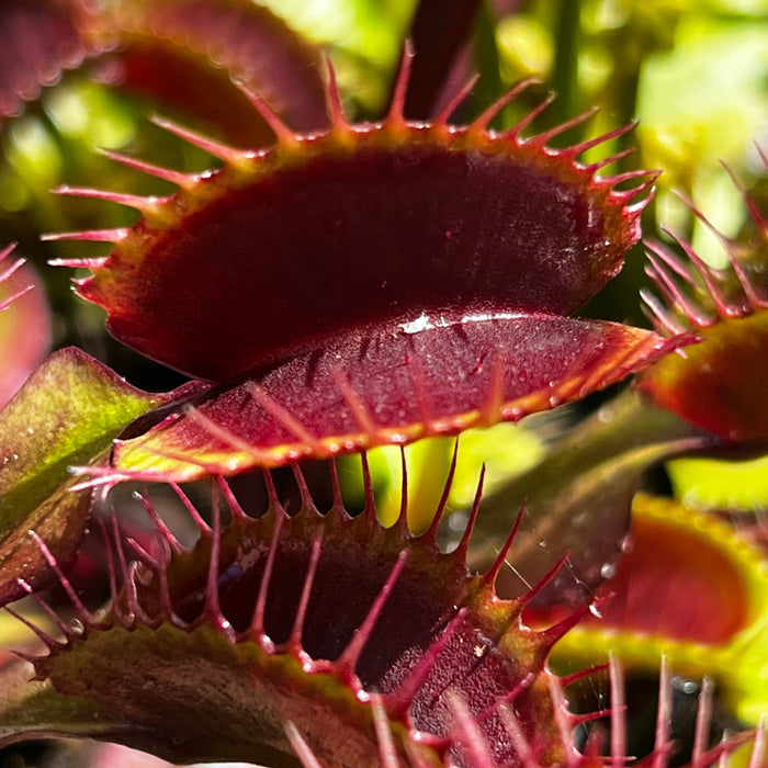 Dionaea Muscipula Akai Ryu