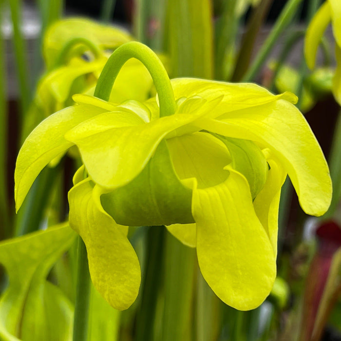 Sarracenia Oreophila Heavily Veined (Dekalb County Alabama) Mk-O5