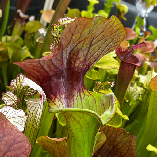 Sarracenia Asbo