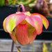 Sarracenia × Moorei (Flava Var. Rugelli X Leucophylla) (Florida) Mk-H34