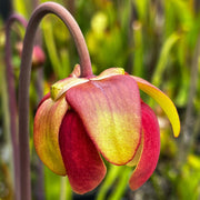 Sarracenia Tarn