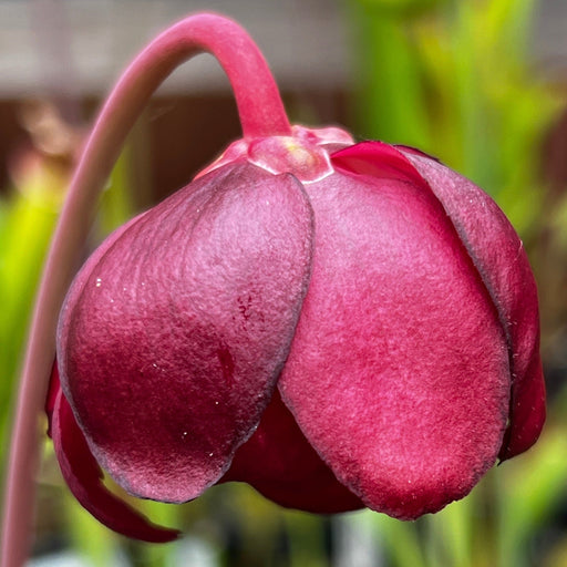 Sarracenia Purpurea Subsp. Venosa Sylwia