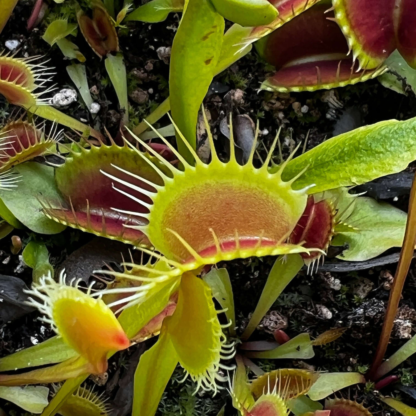 Giant Venus Flytraps