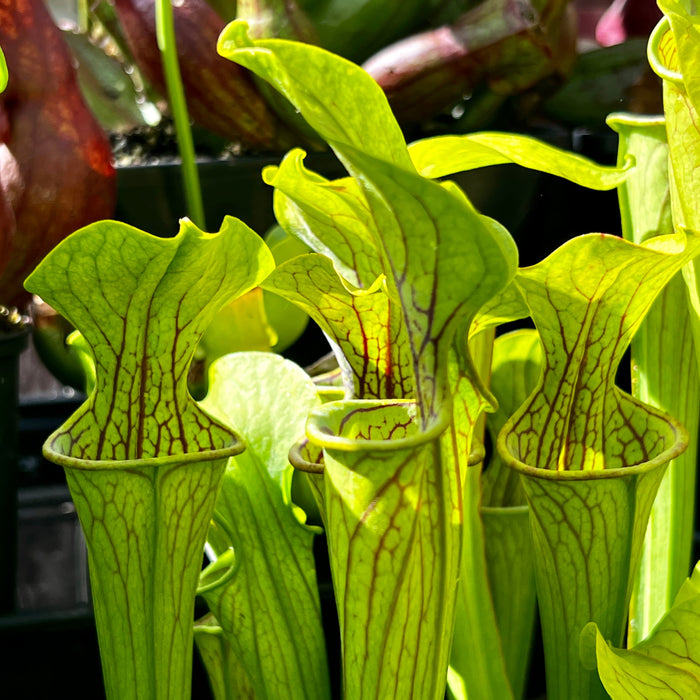 Sarracenia Oreophila Red Lip & Throat Heavily Veined Ip-O01