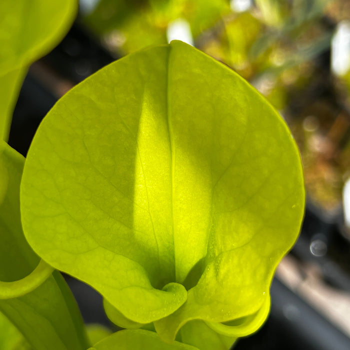 Sarracenia Flava Var. Maxima - Yellow Pitcher (Sussex County Virginia) Mk-F193