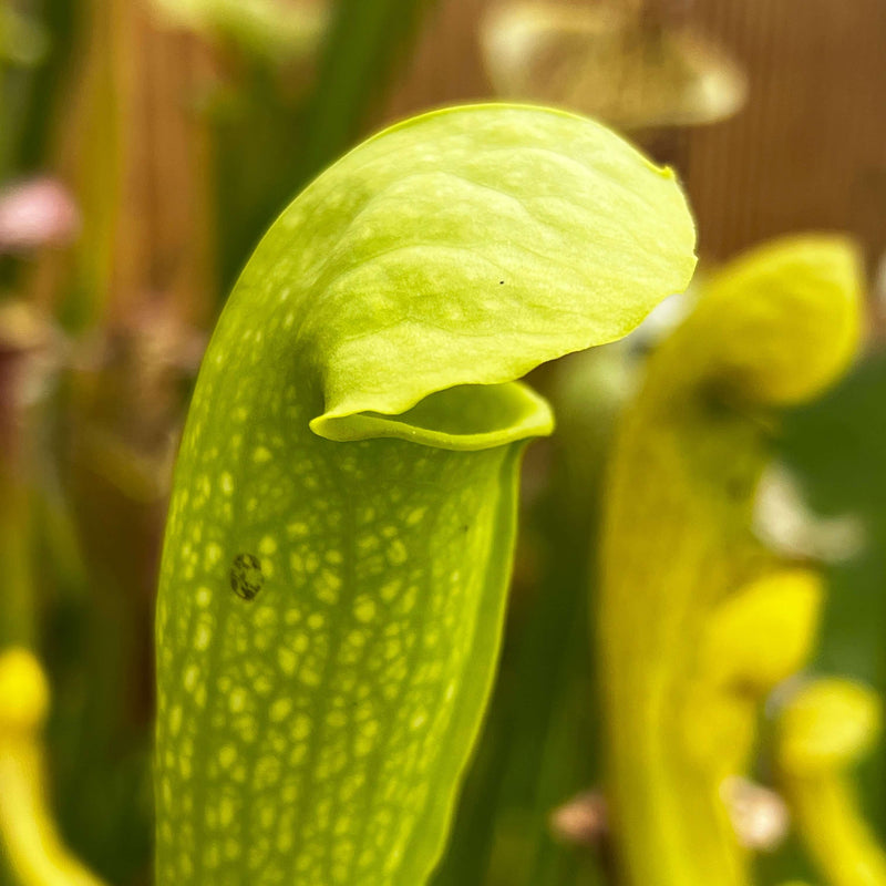 Sarracenia × Gilpini F. Heterophylla X Minor Var. Viridescens