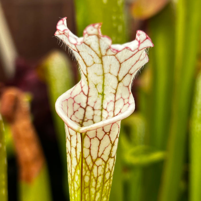 Sarracenia Leucophylla Var. Alba - No. 5 Christian Klein