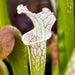 Sarracenia Leucophylla Var. Alba - No. 5 Christian Klein