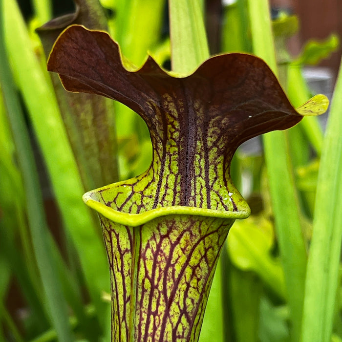 Sarracenia Alata Black Flag