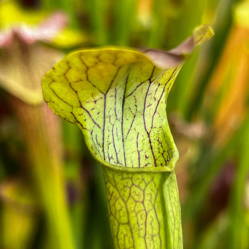 Sarracenia Alata Var. Cuprea - Copper Top Mk-A67