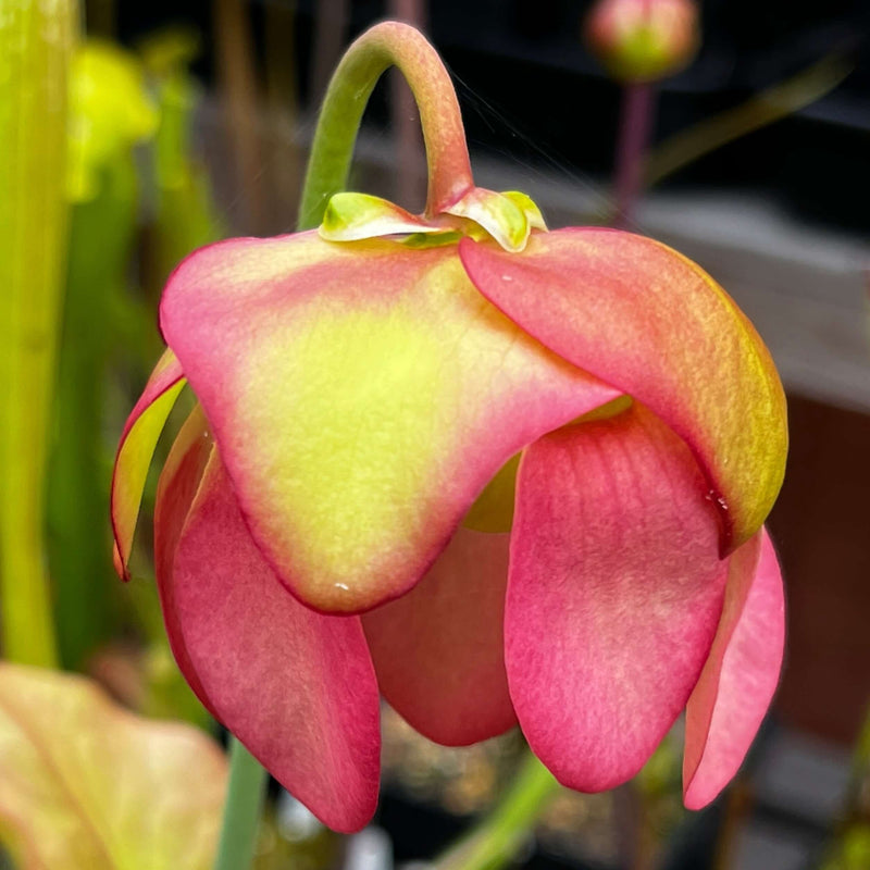 Sarracenia Triceratops
