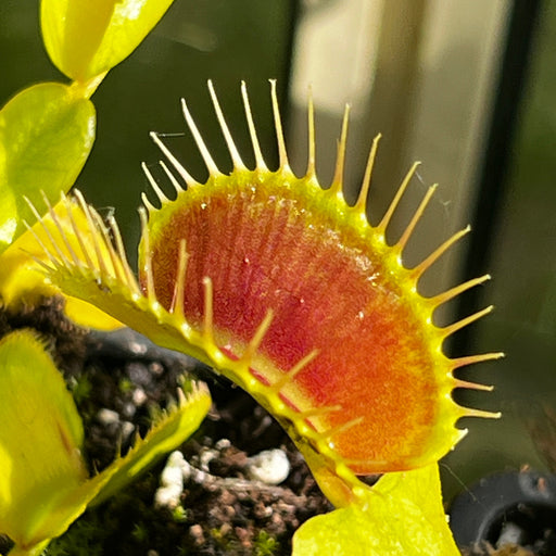 Dionaea Muscipula King Henry