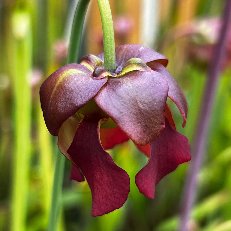 Sarracenia Rubra Subsp. Alabamensis (Thorsby Alabama) Mk-Ra3