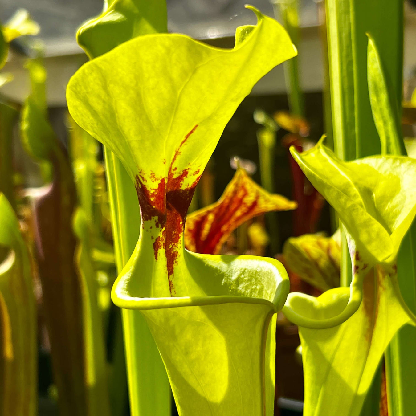 Sarracenia Flava Var. Rugelii - Very Tall