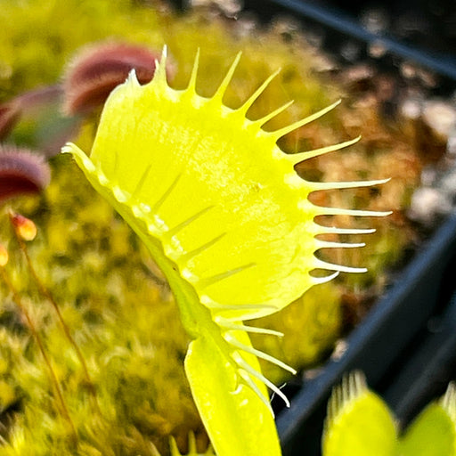 Dionaea Muscipula - Is Bc43 All Green