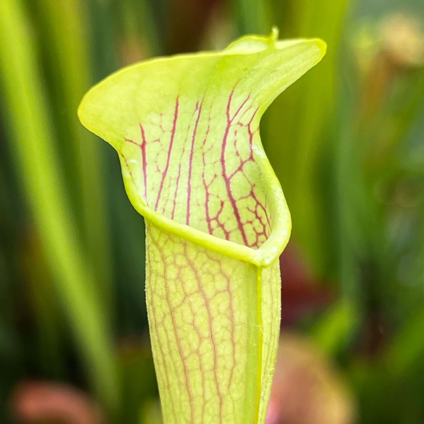 Sarracenia Alata - Aereolate Form (Jasper County Texas) Ms-Sa017