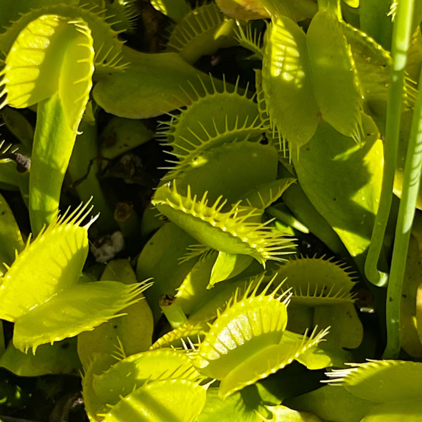All Green Venus Flytraps