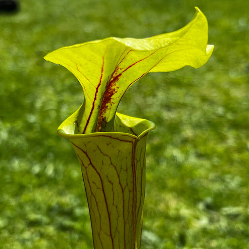 Sarracenia Flava Var. Ornata (Sandy Creek Road Bay County Florida)