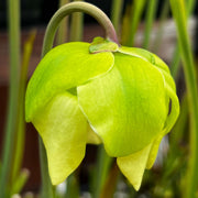 Sarracenia Alata Var. Cuprea - Copper Top Mk-A67