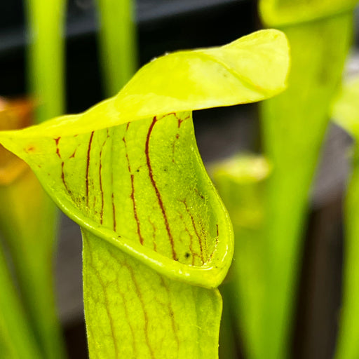 Sarracenia Alata - Aereolate Form (Jasper County Texas) Ms-Sa017