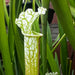 Sarracenia Leucophylla Var. Alba Hurricane Creek White - Clone 5A (Baldwin County Alabama) Mk-L144C