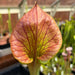 Sarracenia Flava Var. Cuprea - Very Large Form Mk-F153