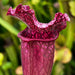 Sarracenia × Mitchelliana Red Lips