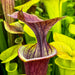 Sarracenia Flava Var. Atropurpurea - All Red Form (Blackwater River State Forest Florida) Mk-F27B