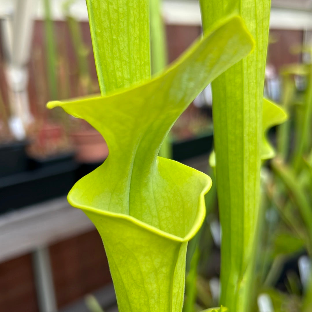 Sarracenia Flava Var. F. Viridescens Suspicion