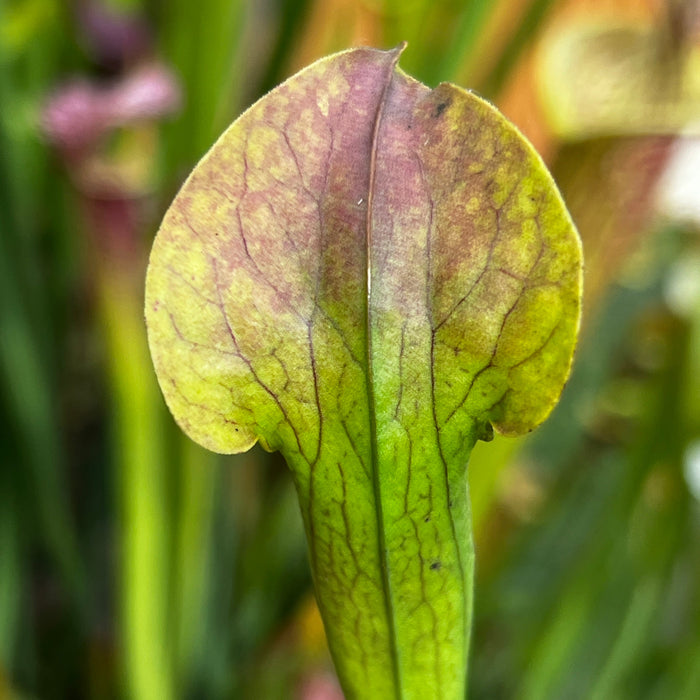 Sarracenia Alata Var. Cuprea - Copper Top Mk-A67