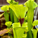 Sarracenia Flava Var. Rugelii (Milton County Florida) Mk-F53