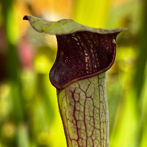 Sarracenia Alata Var. Nigropurpurea - Black Tube (Intersection Sr 26/15 Stone County Mississippi)