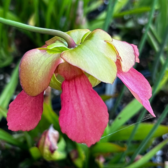 Sarracenia Barba