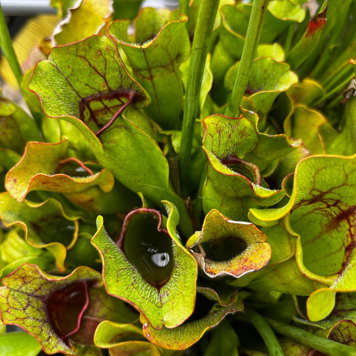 Sarracenia Purpurea Subsp.